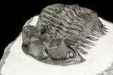 Coltraneia Trilobite Fossil - Huge Faceted Eyes #75458-4